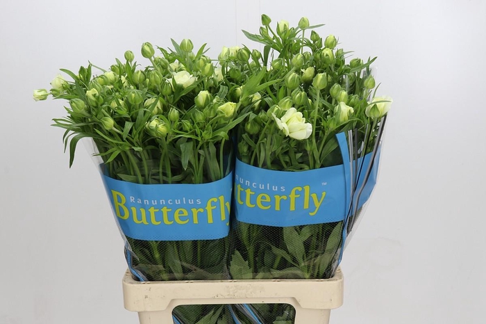 Ranunculus Butterfly Graces