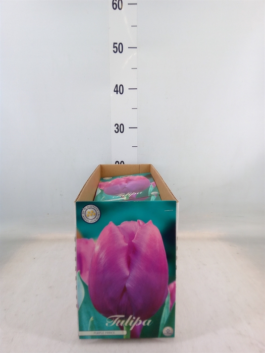 <h4>Tulipa   ...flowerbulbs</h4>