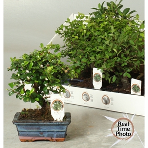 BONSAI GEM