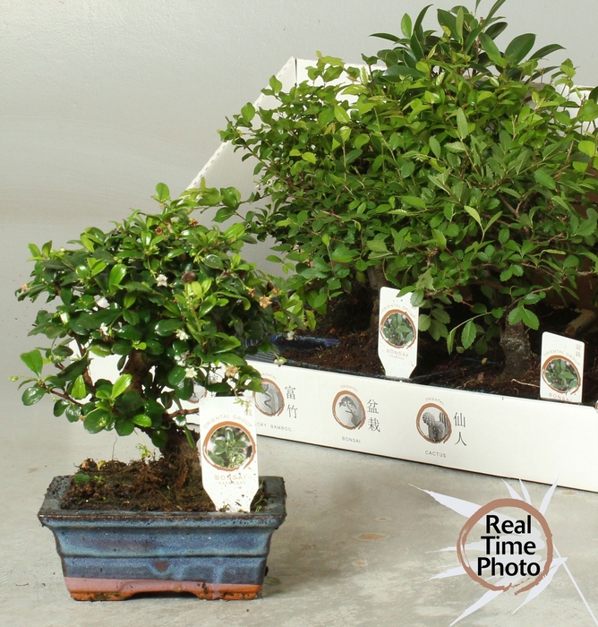 <h4>BONSAI GEM</h4>
