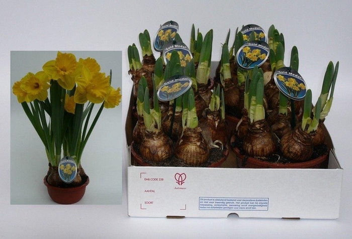 <h4>NARC T GOLD MEDAL</h4>