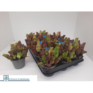 SARRACENIA OV
