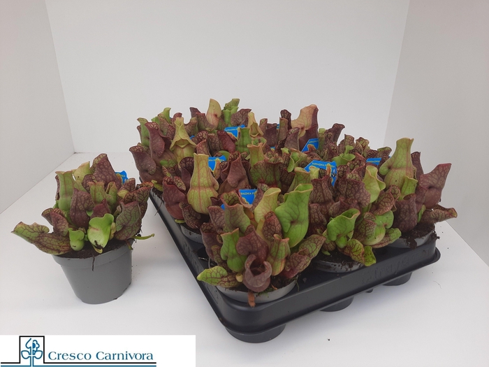 <h4>SARRACENIA OV</h4>