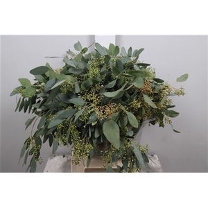 Euc Populus Berry Per Bunch