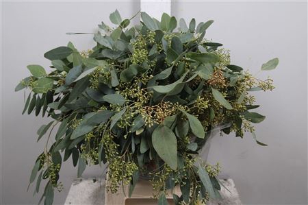 <h4>Euc Populus Berry Per Bunch</h4>