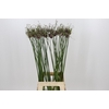 Allium Art