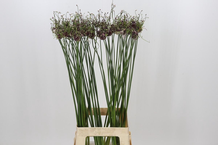 <h4>Allium Art</h4>
