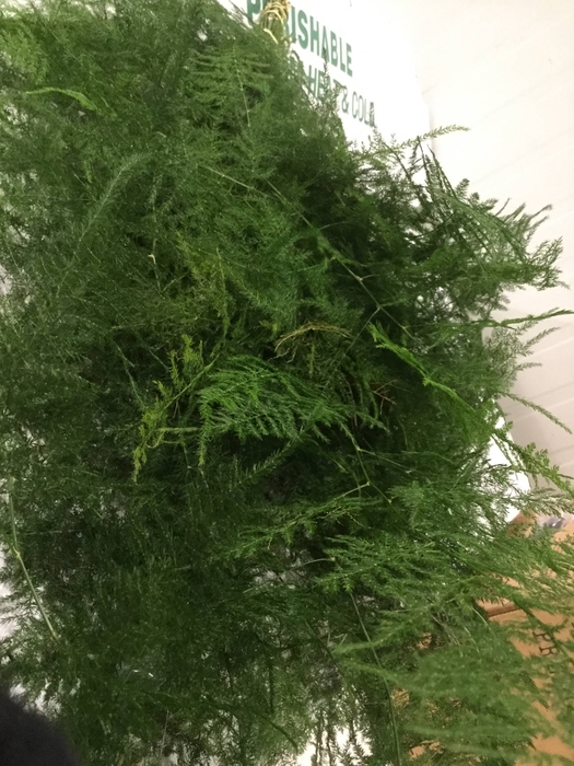 <h4>ASP SETAC OVERIGE</h4>