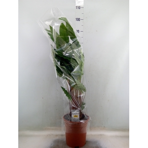 Calathea   ...mix