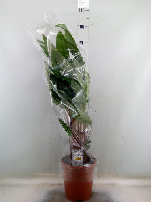 <h4>Calathea   ...mix</h4>