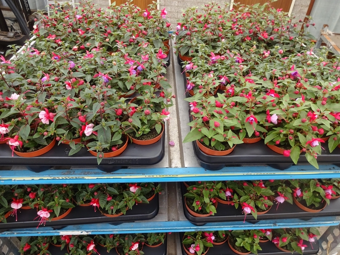 <h4>FUCHSIA MIXK</h4>