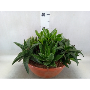 Arr.  Succulents L%