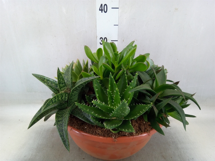 <h4>Arr.  Succulents L%</h4>
