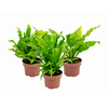 ASPLENIUM VARIADO P19
