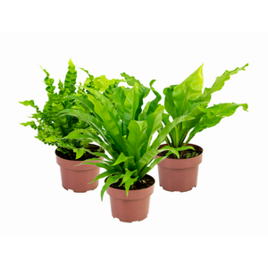 ASPLENIUM VARIADO P19