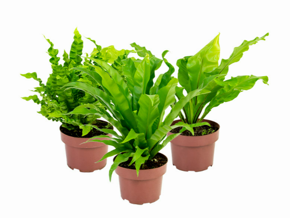 <h4>ASPLENIUM VARIADO P19</h4>