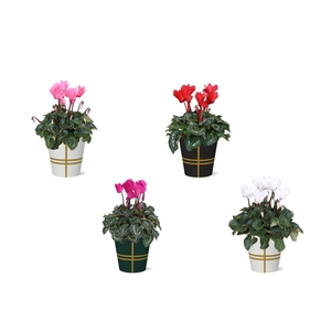 Collectie 'Bubble Collecties' - Cyclamen in Lauri Smartcup