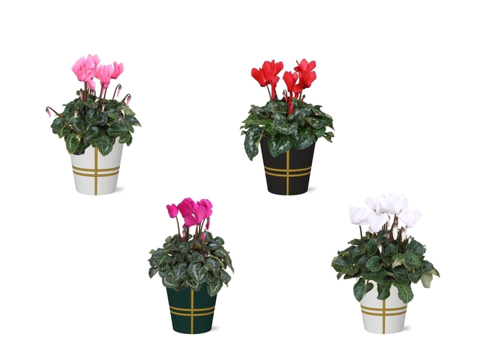 <h4>Collectie 'Bubble Collecties' - Cyclamen in Lauri Smartcup</h4>