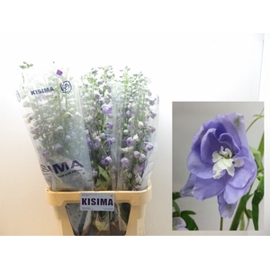 Delph Magical Lavender Kisima