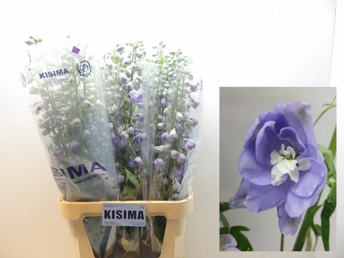<h4>Delph Magical Lavender Kisima</h4>