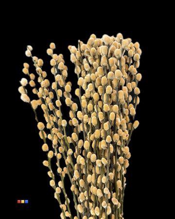 <h4>Salix Pussy Willow Latte</h4>