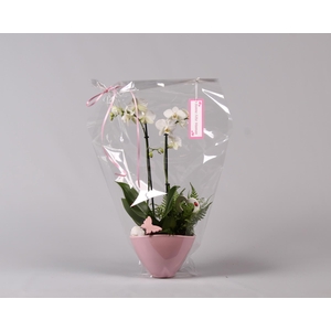 Keramiek Love Phalaenopsis