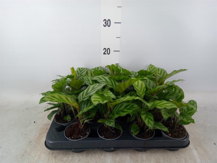 <h4>Calathea  'Freddie'</h4>