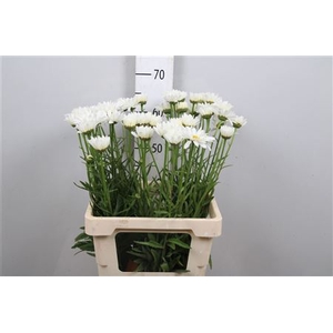 Leuc Vulg White