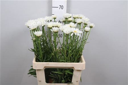 <h4>Leuc Vulg White</h4>