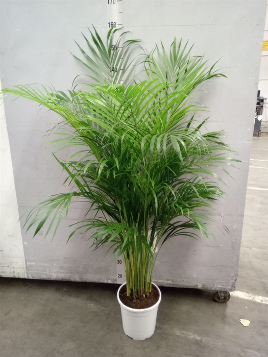 <h4>Dypsis lutescens   ...Chrysalidoca</h4>