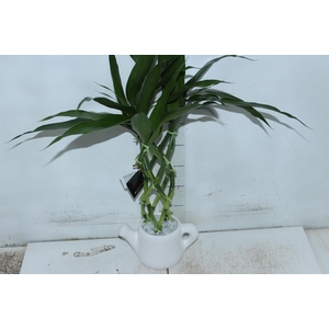 BAMBU REDONDINHO CERAMICA