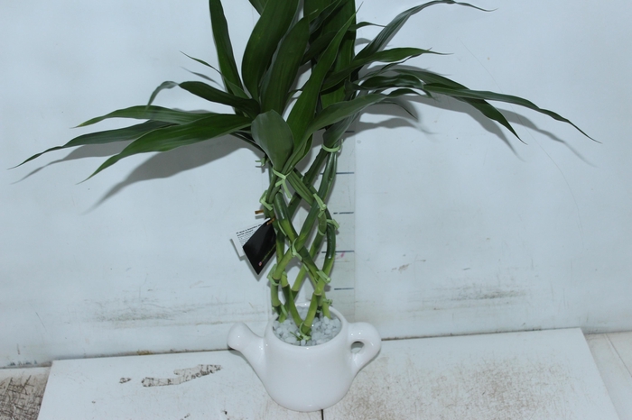 <h4>BAMBU REDONDINHO CERAMICA</h4>