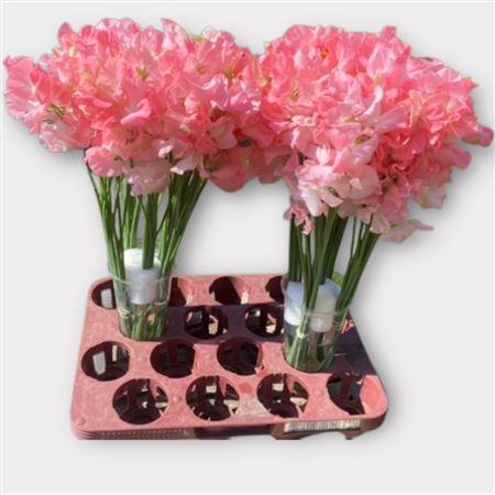 <h4>Lathyrus L A Romance</h4>