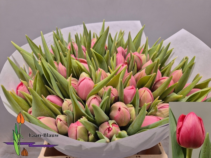 <h4>TU DU ETCHED SALMON</h4>