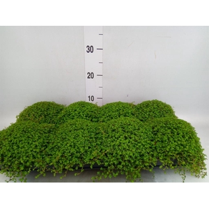 Soleirolia soleirolii   ...green