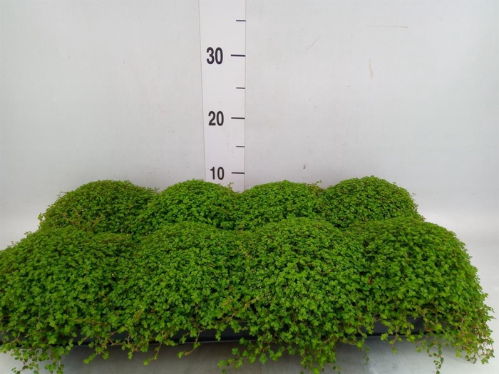 <h4>Soleirolia soleirolii   ...green</h4>