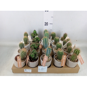 Cactus   ...