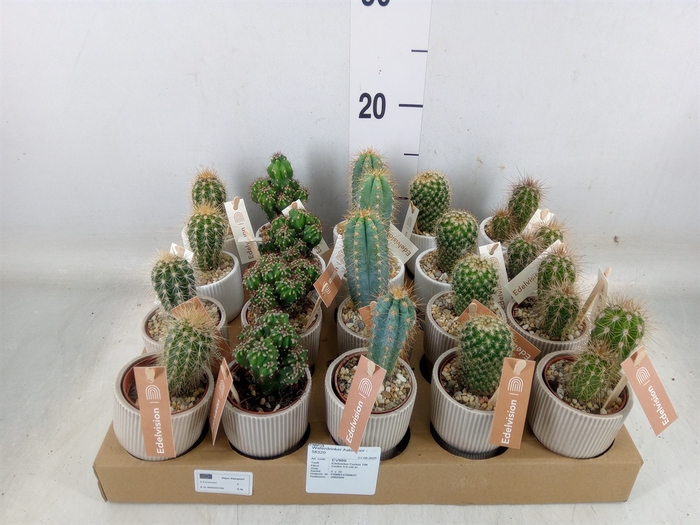 <h4>Cactus   ...</h4>