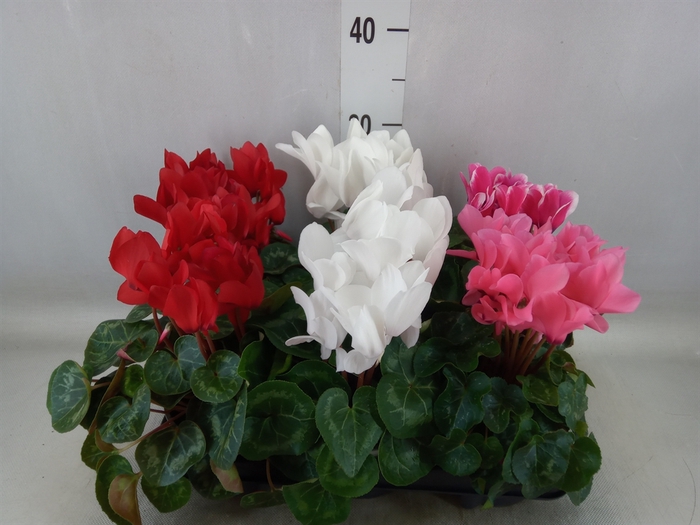 <h4>Cyclamen MD 'Allure'</h4>