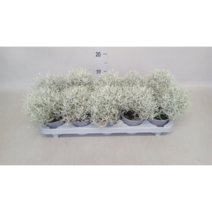 Leucophyta brownii