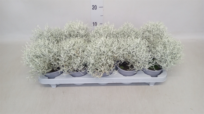 <h4>Leucophyta brownii</h4>