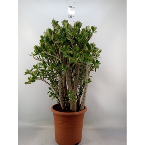 Crassula ovata