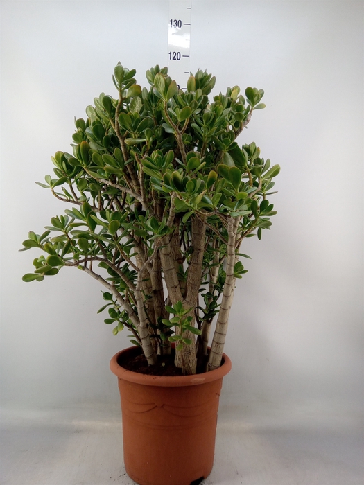 <h4>Crassula ovata</h4>