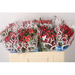 Hyp Coco Diablo Red Spray
