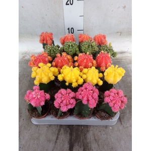 Gymnocalycium mihanov. 'Japan'  mix