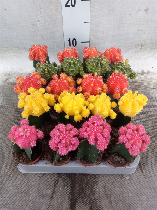 <h4>Gymnocalycium mihanov. 'Japan'  mix</h4>
