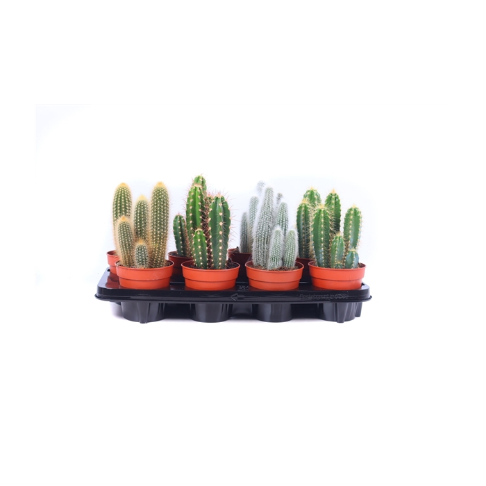 <h4>Cactus zuilen 12 cm</h4>