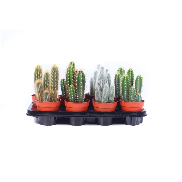 Cactus zuilen 12 cm