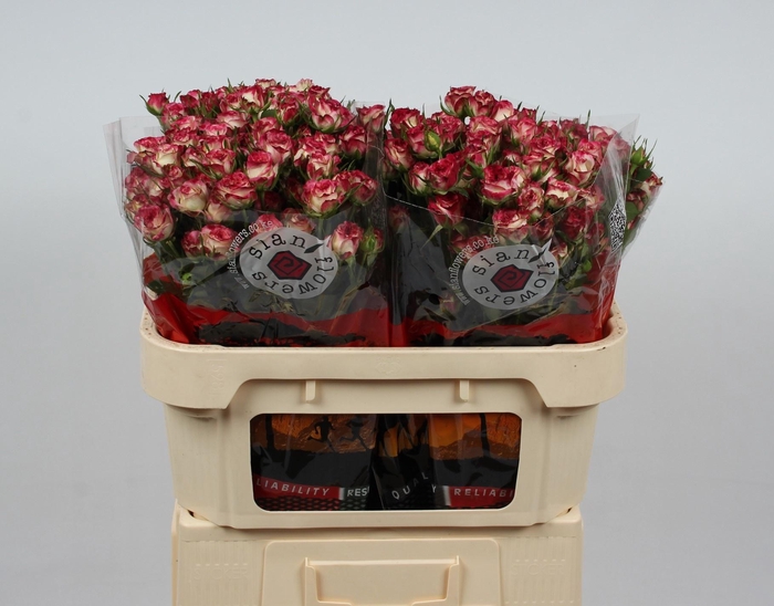 <h4>R TR STREET PARTY</h4>