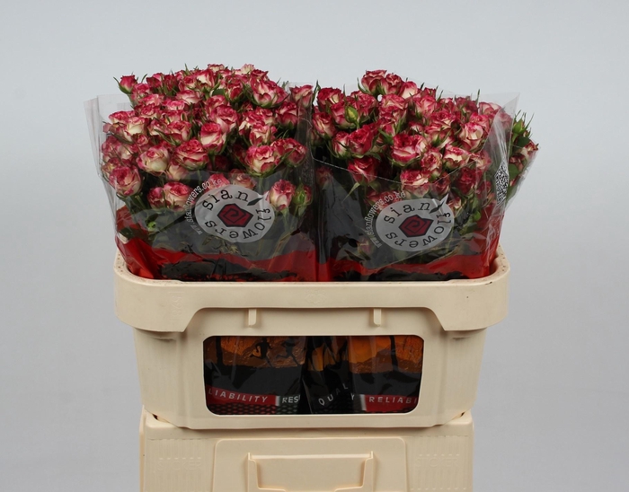 <h4>R TR STREET PARTY</h4>